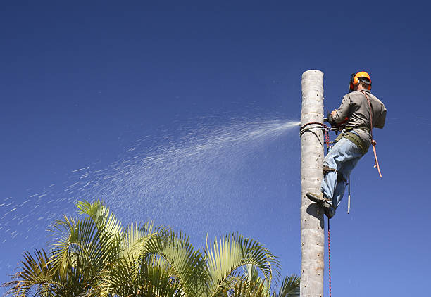 Trusted Olney, IL Tree Care Experts