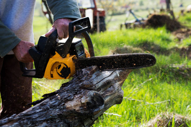 Pest Control for Lawns in Olney, IL